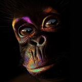 Telegram profile photo for BEMonkey