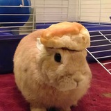 Telegram profile photo for Мошенник белоручка