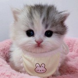 Telegram profile photo for C (+) atat