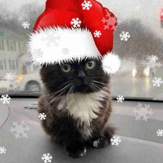 Telegram group profile photo for Ш-ОБЩАЛКА