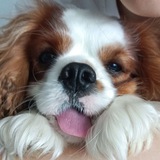Telegram profile photo for Лакидзе