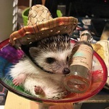 Telegram profile photo for 💥🦔