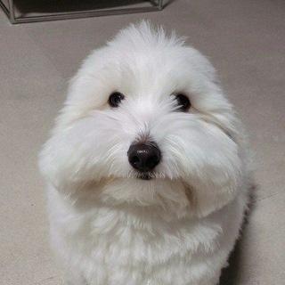 Telegram profile photo for ๐๐ฎ๐ฉ๐ฉ๐๐ซ ๐๐๐ง๐ ๐ถ