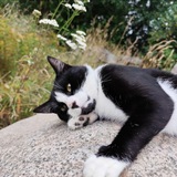 Telegram profile photo for Бывший морской гном
