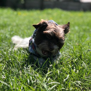 Telegram profile photo for Шумный бро Альф🐶🫶🏻