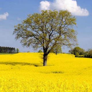 Telegram group profile photo for Помощь украинцам в Эсслингене / Допомога українцям в Еслінгені / Hilfe für Ukrainer in Esslingen