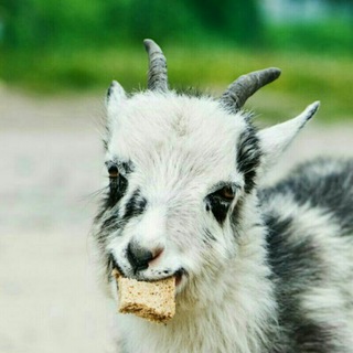 Telegram profile photo for Goat gifs