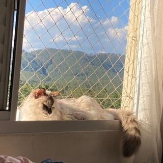 Telegram profile photo for Medicina Veterinária