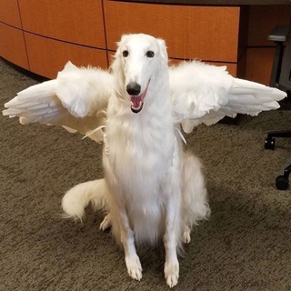 Telegram profile photo for нейтронные звёзды