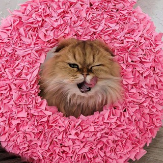 Telegram profile photo for Фиби и еë друзья