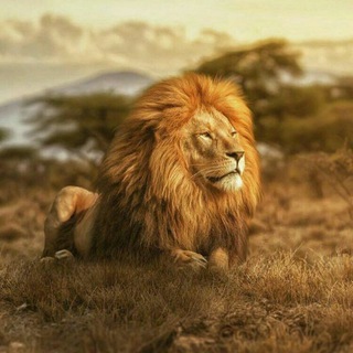 Telegram profile photo for ✔مستند حیات وحش✔