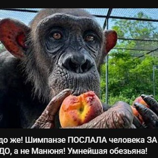 Telegram profile photo for БРАТСТВО ✊ Любимая стая...