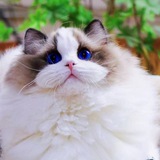 Telegram profile photo for 萌宠当家--makati 12-22点 全年无休