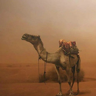 Telegram profile photo for زادُ الغُربَاء || صوتيات ومرئيّات ||