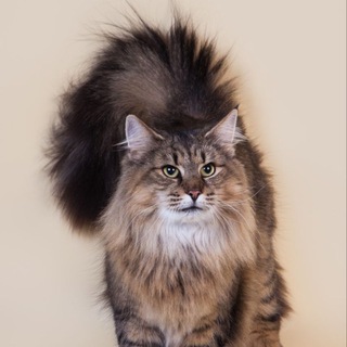 Telegram profile photo for питомник норвежских лесных кошек Skogkat Glamurr