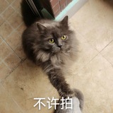 Telegram profile photo for 联系跳转