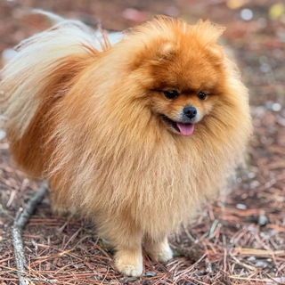 Telegram profile photo for Зикки - крымский шпиц🐶
