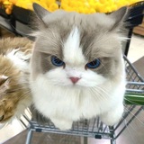Telegram profile photo for Кошковые (и не только) на каждый день