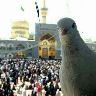 Telegram profile photo for میثاق،مدرسه زندگی