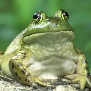 Telegram profile photo for Toads