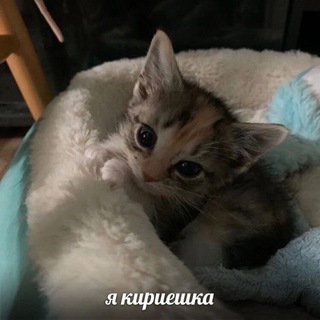 Telegram profile photo for Бамбуковая роща