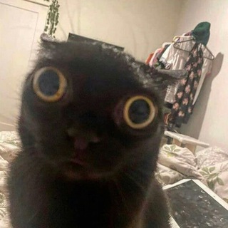 Telegram profile photo for Гедонисты не стареют