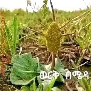 Telegram profile photo for መርጌታ የባህል መዳኒት ቀማሚይ