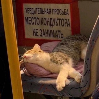 Telegram profile photo for Шоря шабуршит🌸