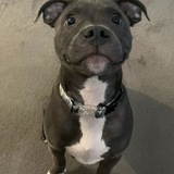 Telegram profile photo for Pitbull