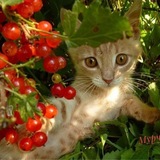 Telegram profile photo for ассоциации
