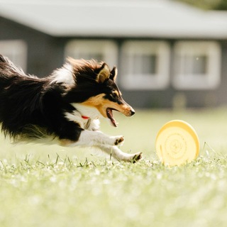 Telegram profile photo for Шелти в обьективе