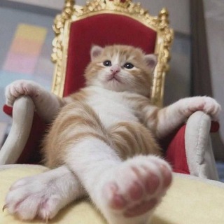 Telegram profile photo for Dokich щпщпщпщп