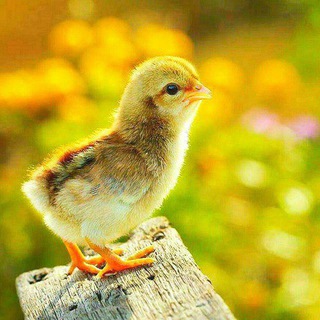 Telegram group profile photo for مرغداران اصفهان