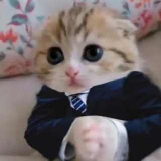 Telegram profile photo for Деловые коты