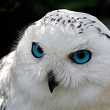 Telegram profile photo for Эти боты платят