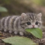 Telegram profile photo for 𝓟𝓸𝓸𝓯 𝓶𝓶𝓮𝓮𝓶𝔁𝓲𝓲𝓲