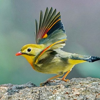 Telegram profile photo for 电销通道 数据资源 空号检测
