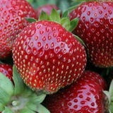 Telegram profile photo for Саженцы плодовых и декоративных культур