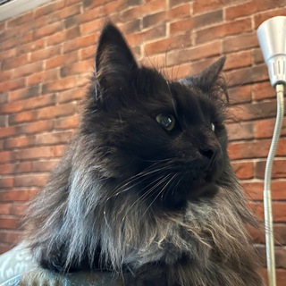 Telegram profile photo for Кискины записки