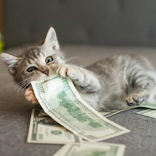 Telegram profile photo for Инфокотики