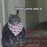 Telegram profile photo for викарар🤯