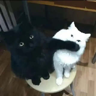 Telegram profile photo for Паучья жизнь