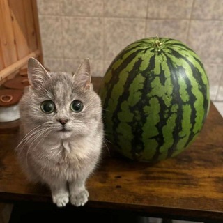Telegram profile photo for РЕЗУЛЬТАТЫ интерактива.