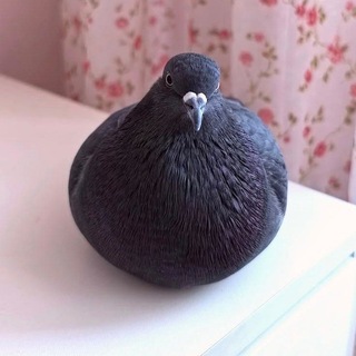 Telegram profile photo for Гадюшник Фаргуса