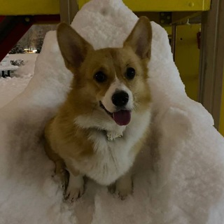 Telegram profile photo for ᴀᴍᴏɴɢ ᴄᴏɴꜰᴀ