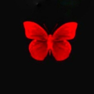 Telegram profile photo for فرَاشة || butterfly ❤️🦋 .