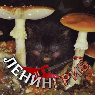 Telegram profile photo for Грибницы (ЛЕНИНГРИБ)
