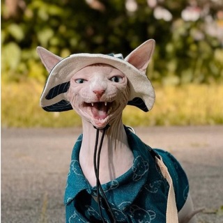 Telegram group profile photo for 🐈 Любители Сфинксов 🐈