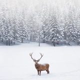 Telegram profile photo for ‘🌬𝕎𝔸𝕃𝕃♥‿♥𝔼ℝ,❄️