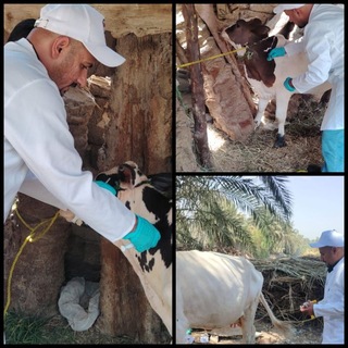 Telegram profile photo for الرعايه البيطريه